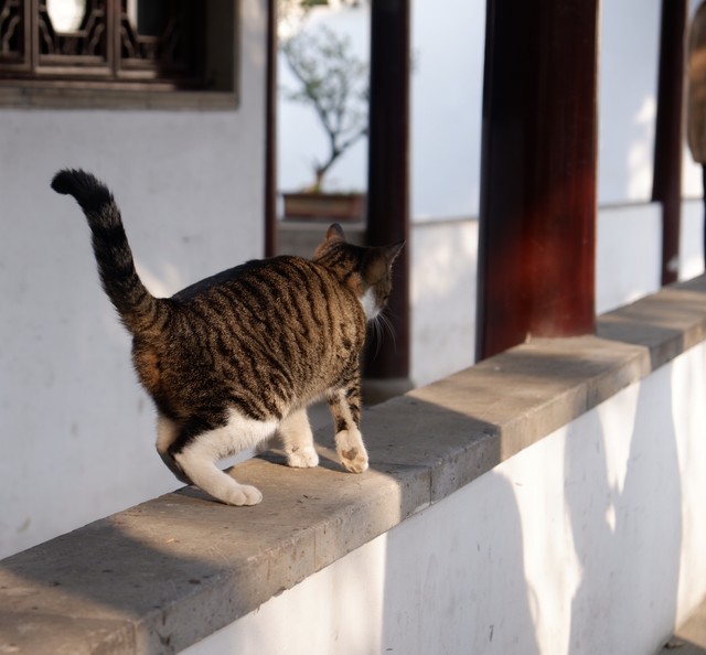 国产猫,中国本土的猫咪