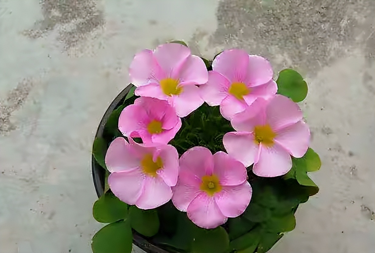 最适合小花盆种的花,顽强的小花草