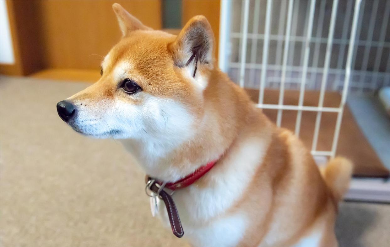 养狗首选这7种狗不贵又好养,新人养狗首选什么狗