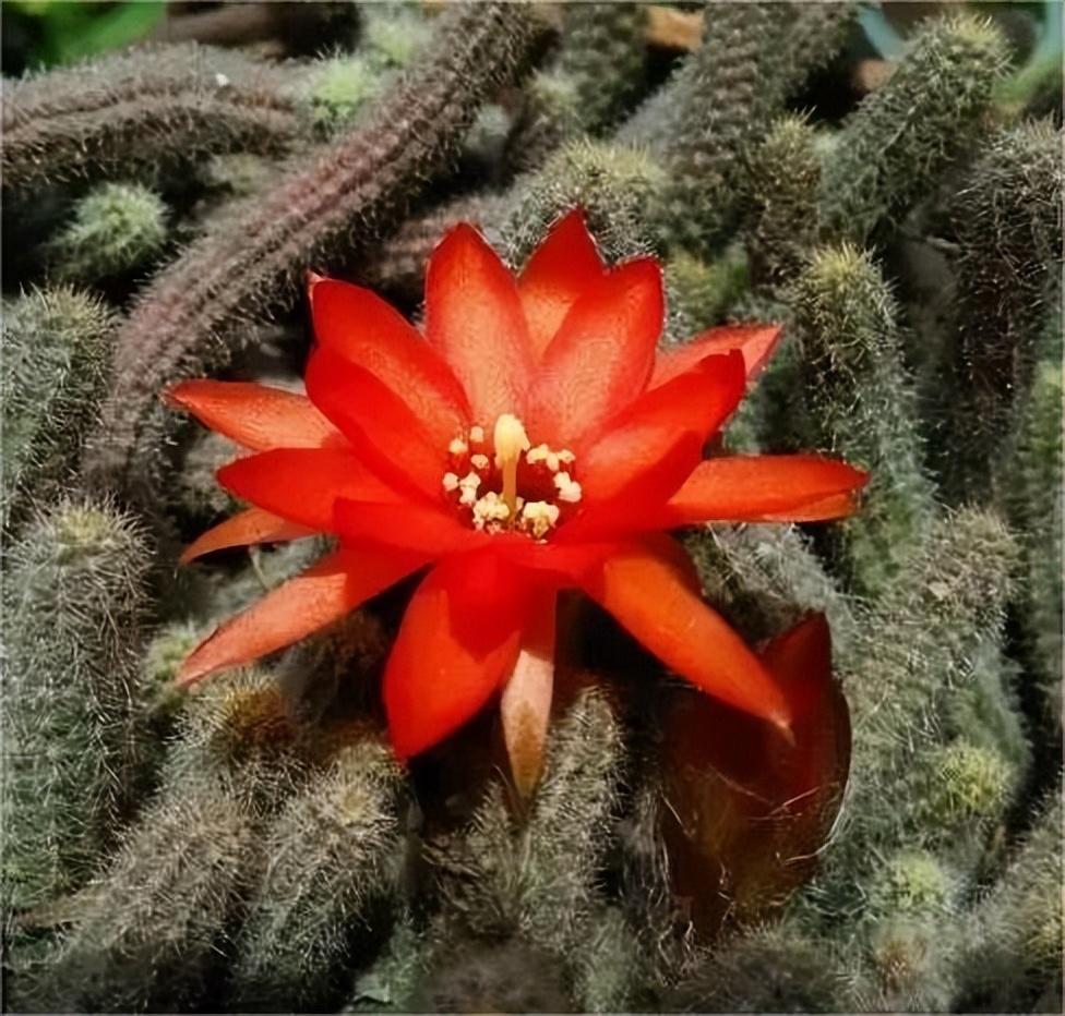 沙漠玫瑰和仙人掌,沙漠之花仙人球开花