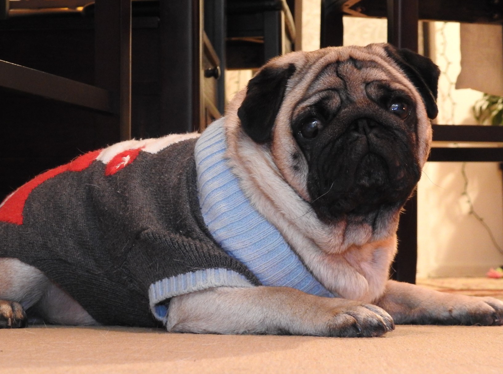 省心的狗狗排名前十名,让狗狗省心省力