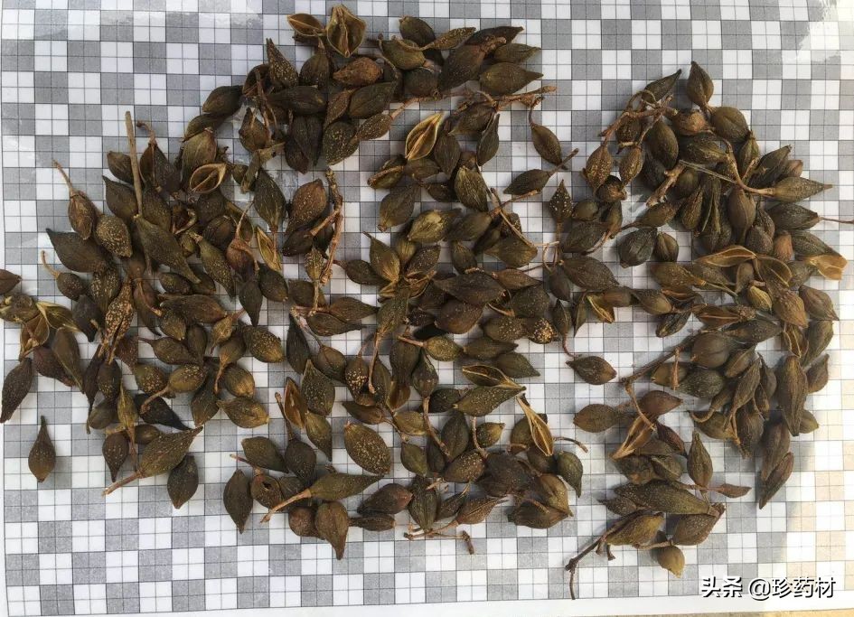 12月27日中药材市场快讯：连翘、柴胡、山楂、僵蚕、板蓝根、菊花