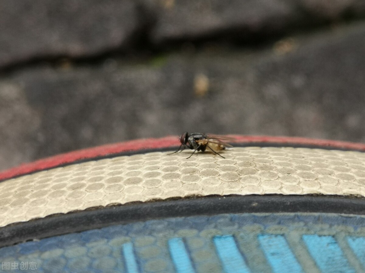 家里有苍蝇怎么消灭最有效方法,灭苍蝇小妙招大全100种