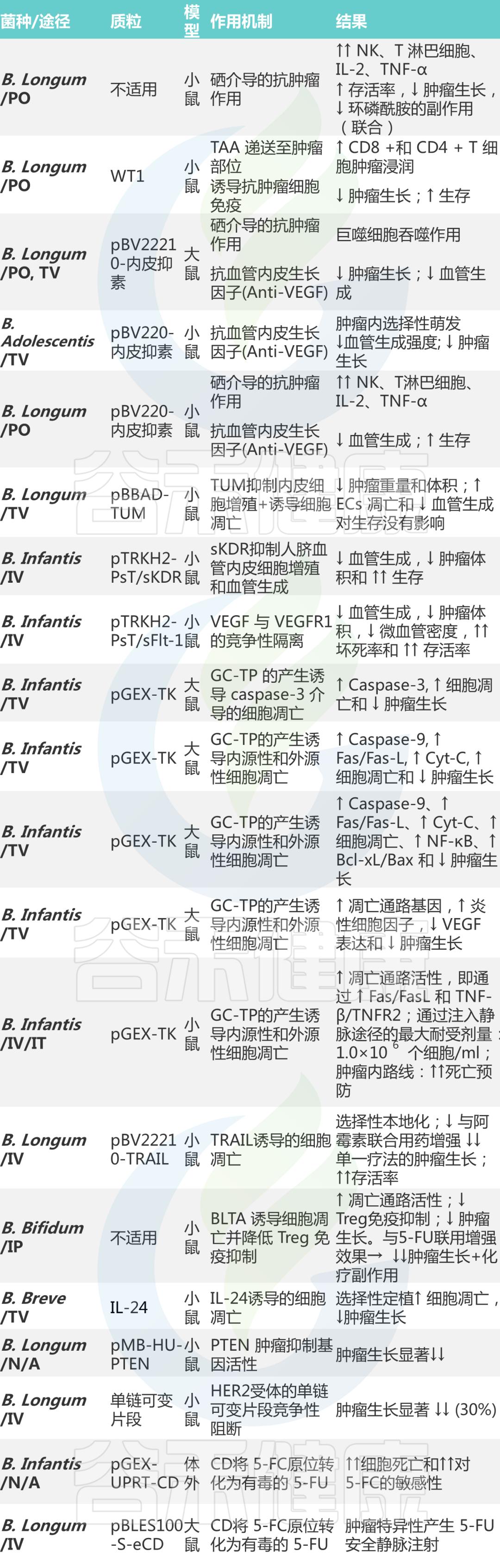 双歧杆菌属于肠道什么菌,双歧杆菌肠道功能会更好