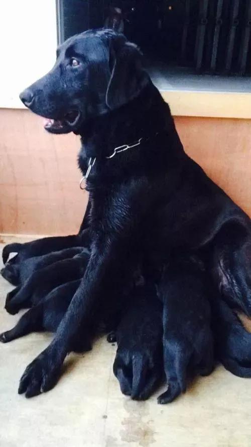 军犬是怎么选拔的,军犬怎样繁育