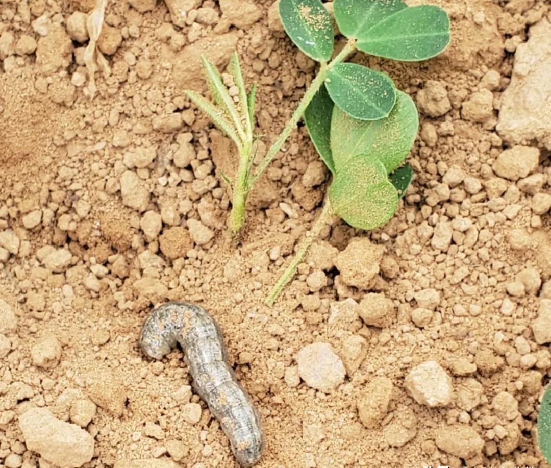 土蚕的预防与消杀,防治土蚕的最好方法