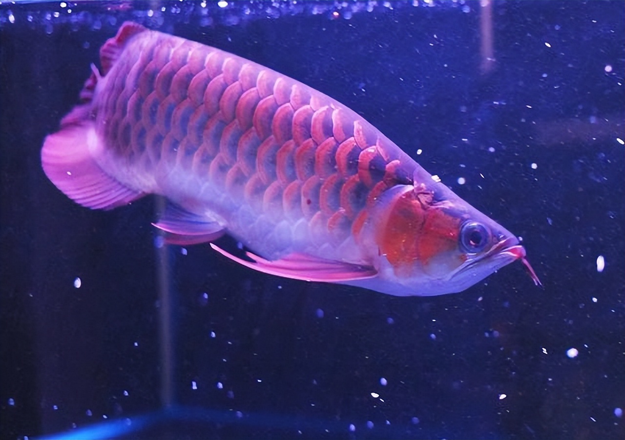 龙鱼不吃饲料怎么办,龙鱼缸放了清道夫龙鱼不吃食