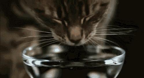 猫咪有皮屑是怎么回事,猫咪有轻微皮屑怎么回事