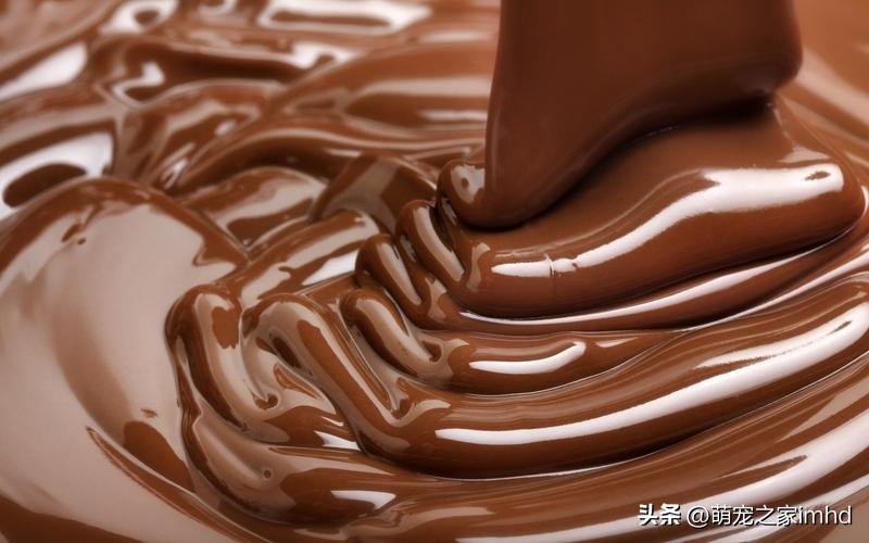 喂养比熊犬需要注意什么,喂养比熊吃东西怎么样避免咬到手