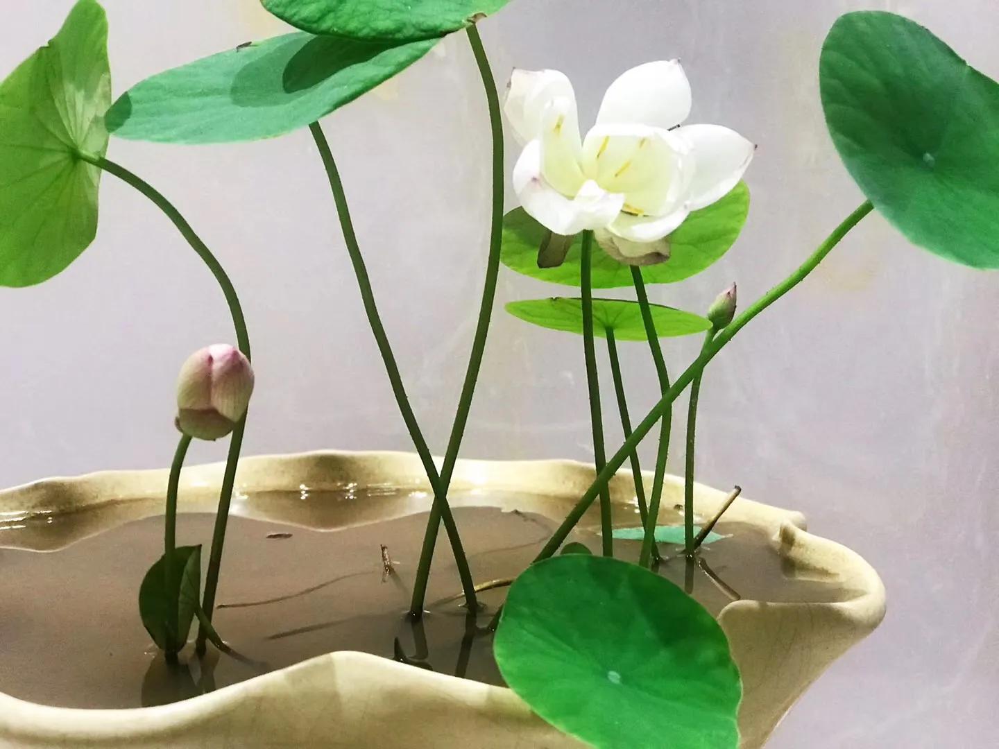 碗中种莲，年复一年花开花落到叶枯