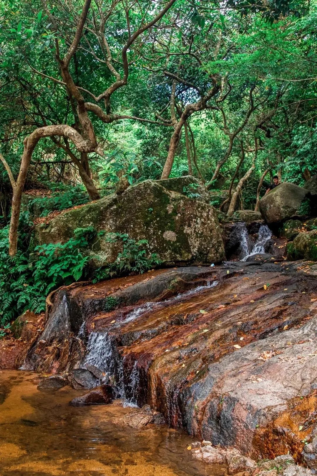 周末森林公园推荐深圳宝安,深圳森林公园登上山顶看美景