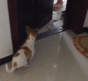 公狗和母狗交配时，可以强行把它们分开吗？