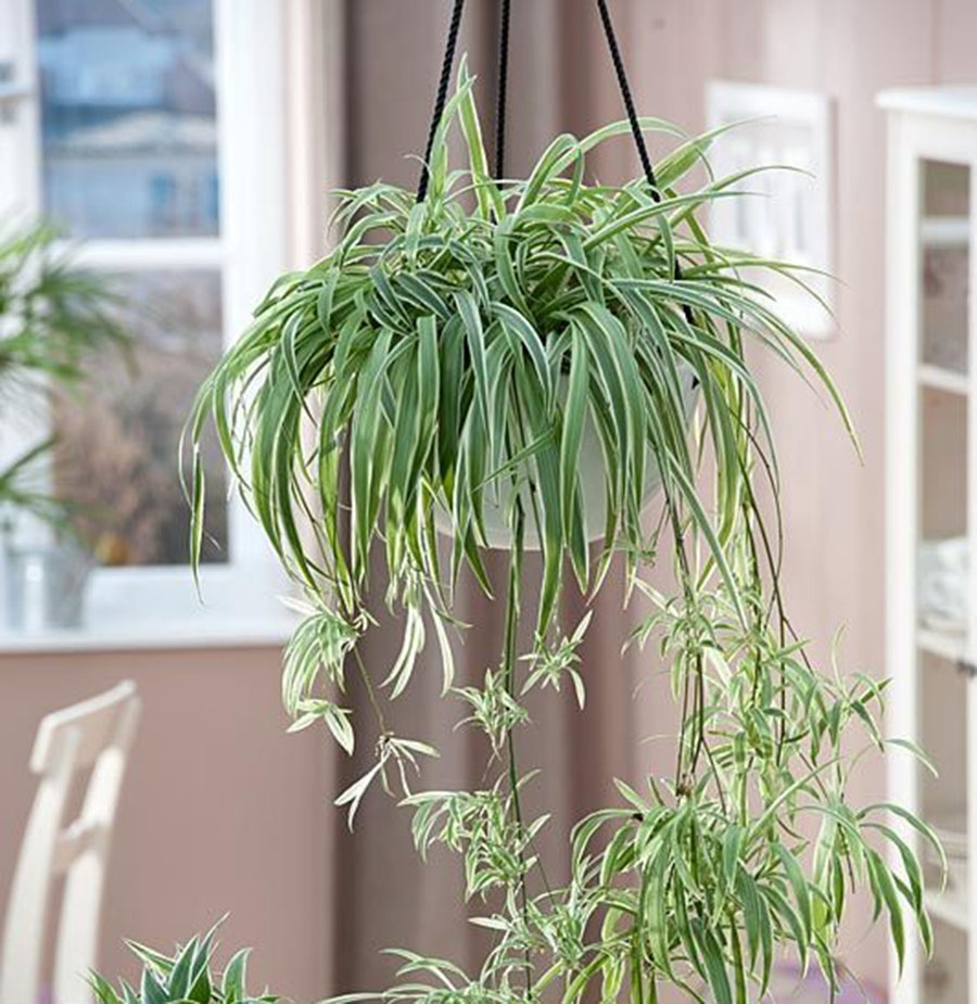 好养无毒的观叶植物,真正皮实好养的观叶植物