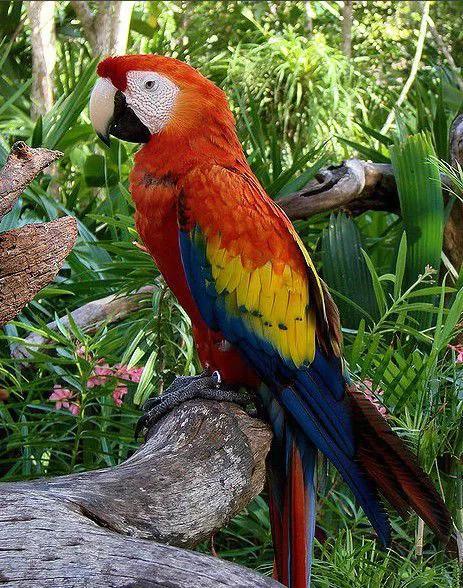 分享图片—五彩金刚鹦鹉