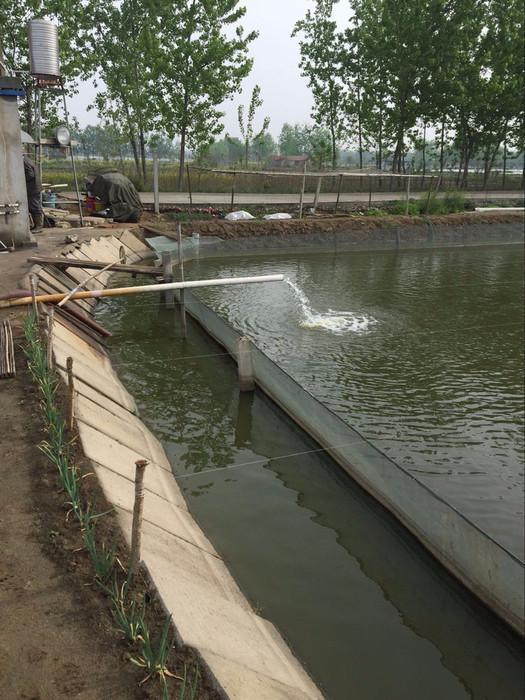 泥鳅养殖病害防治方案,养殖泥鳅易出现的病害