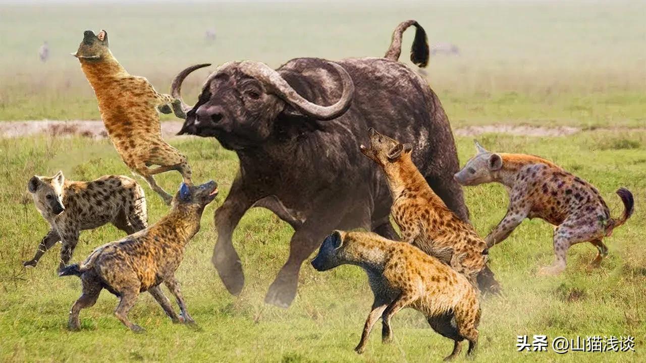 鬣狗会攻击人吗,鬣狗会攻击人类吗