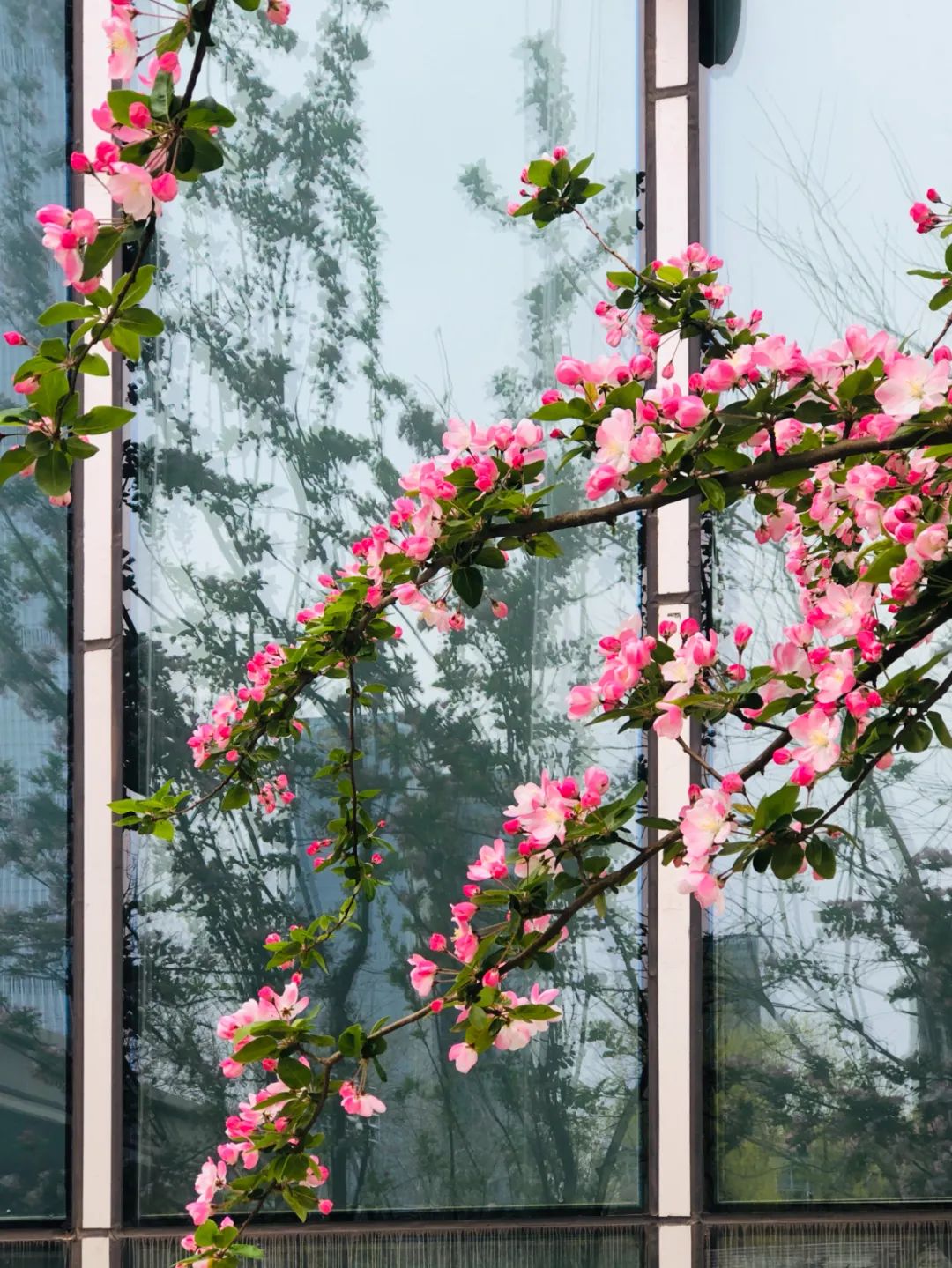 美丽的人民日报大院，我们温暖的家