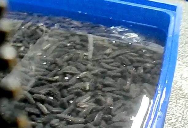 比酸菜牛肉面更恶心的东西,老坛酸菜到底有多恶心