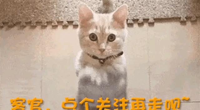 禁欲男娶娇妻，女神遭网暴退坛，自责不值