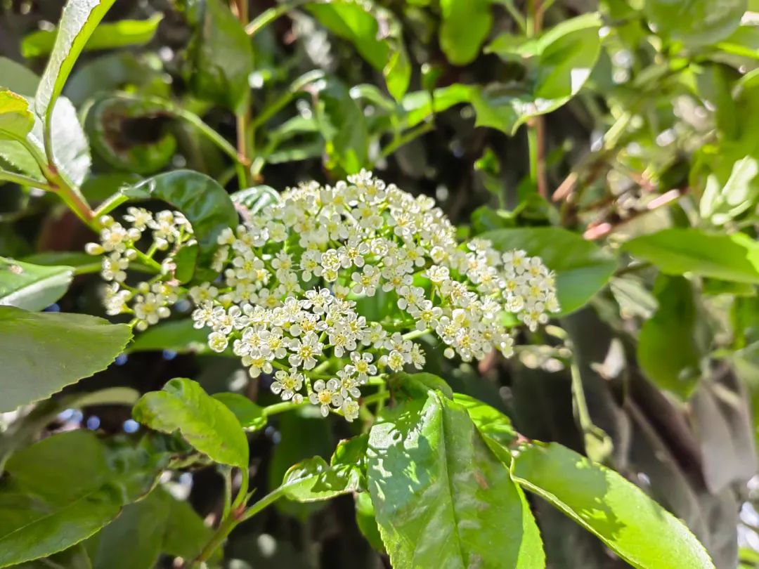 石楠花为什么种那么多,石楠花那么臭为什么还大面积种植