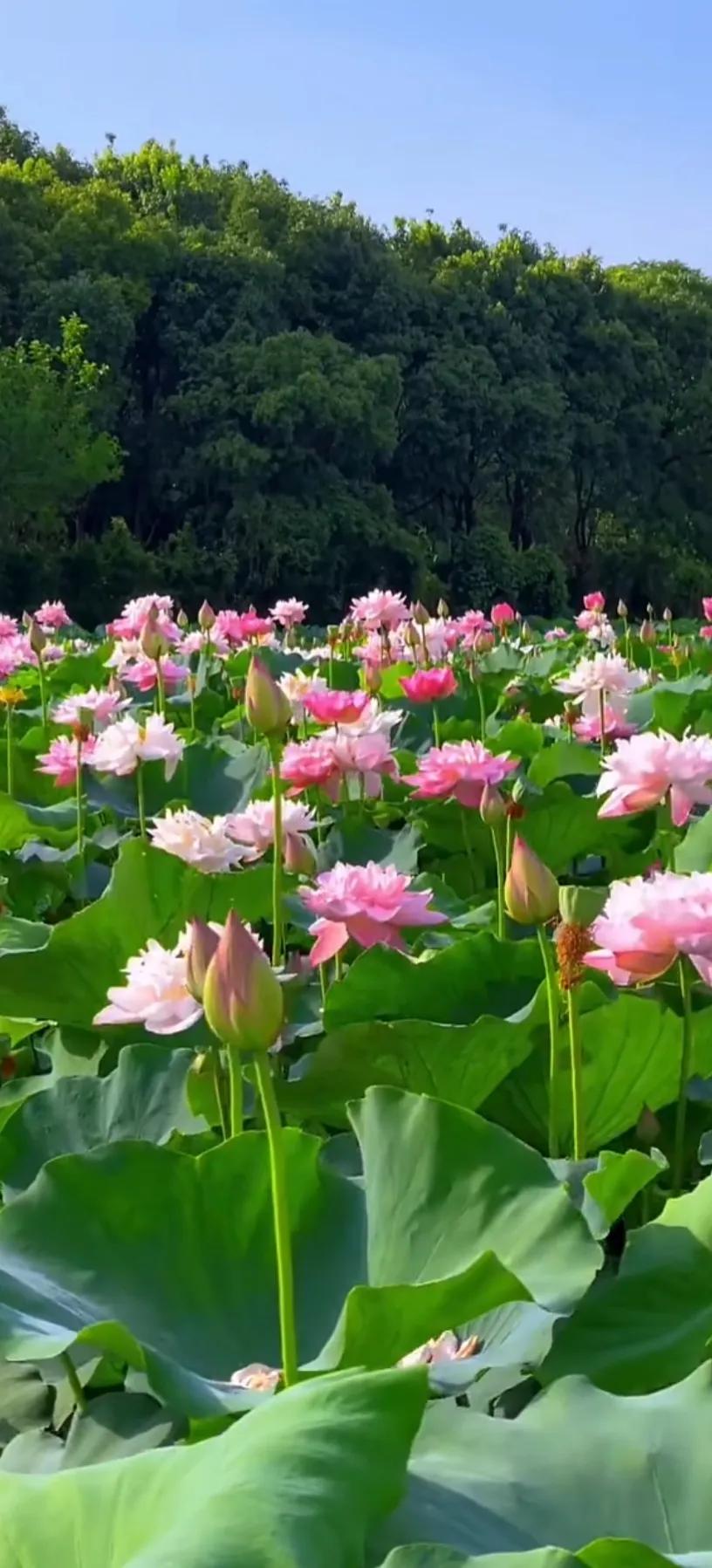 分享一组荷花图,分享一张你与荷花的照片