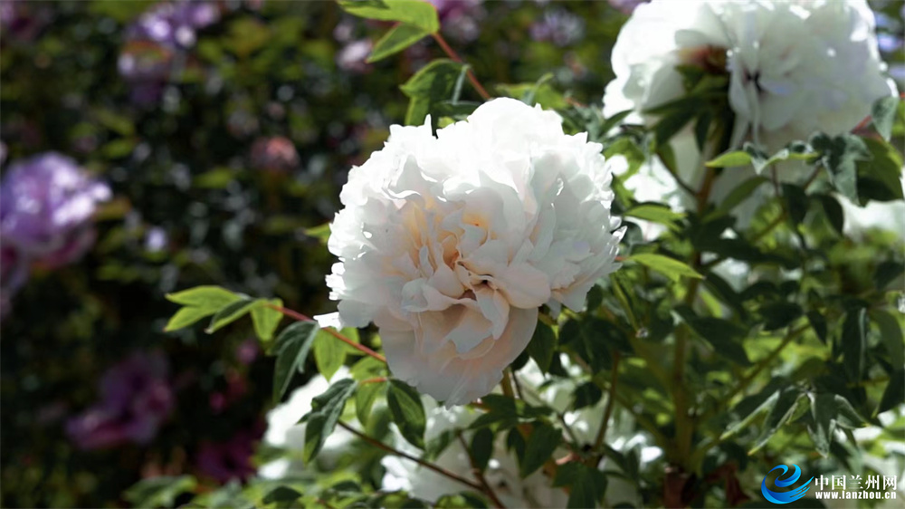 榆中县和平镇范家营村千亩牡丹次第盛开“鲜花经济”为乡村振兴锦上添“花”