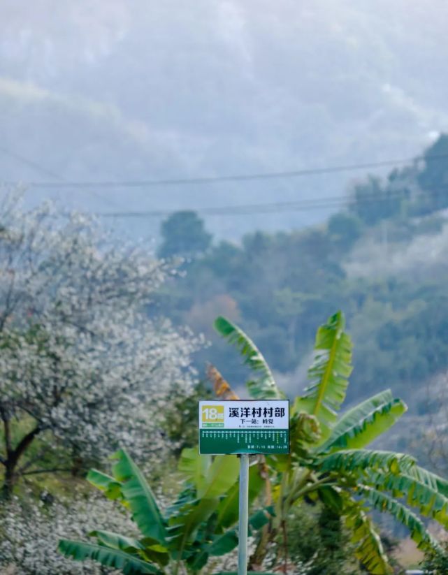 永泰青梅花开全部视频,永泰青梅丰收季节