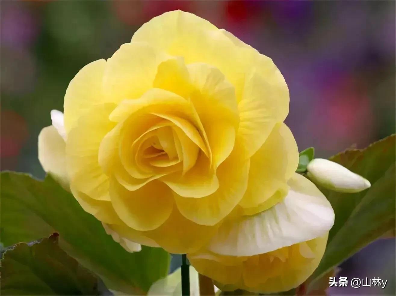 十大绝美花朵,绝美花朵视频