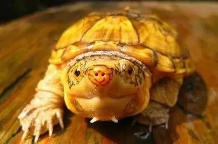 宠物水锈怎么去除妙招,宠物龟腐皮的真正原因