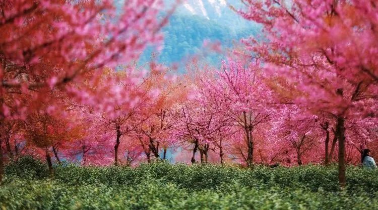 淡季大理堪称人间理想,大理的旺季真实体验