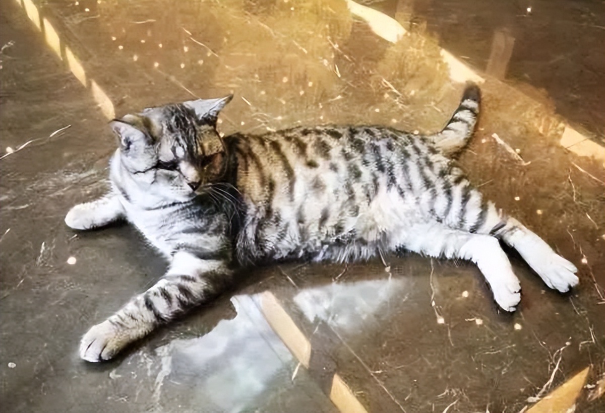 天津母女两代人救狗，500多毛孩子陷入断粮，剁白菜蒸玉米面充饥