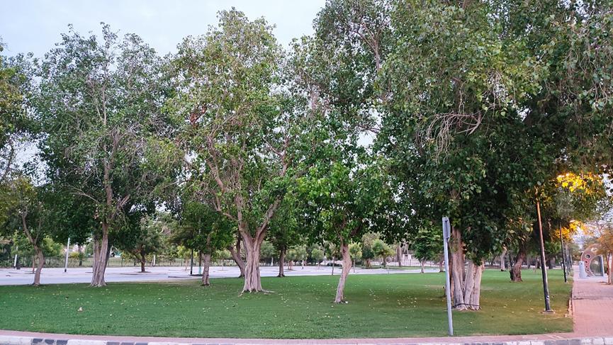 迪拜适合养什么植物,迪拜常见花草