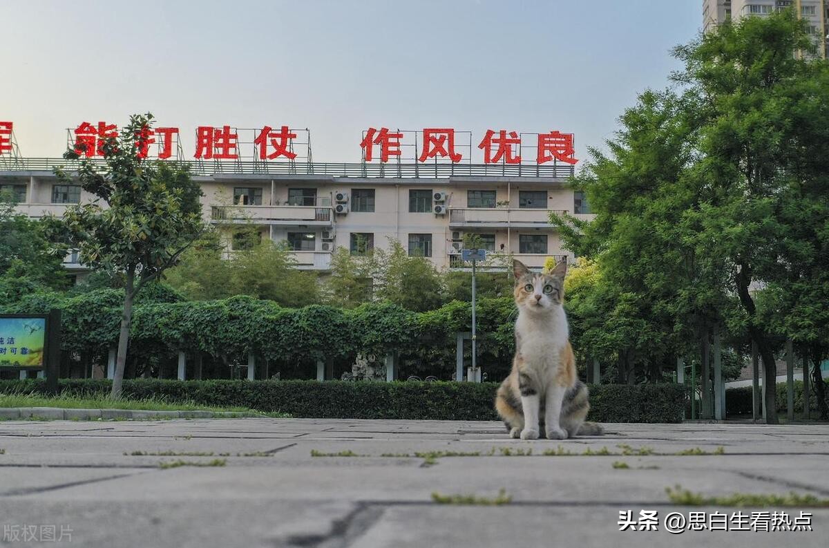 将解放军比作了野狗，这是李昊石最大的问题