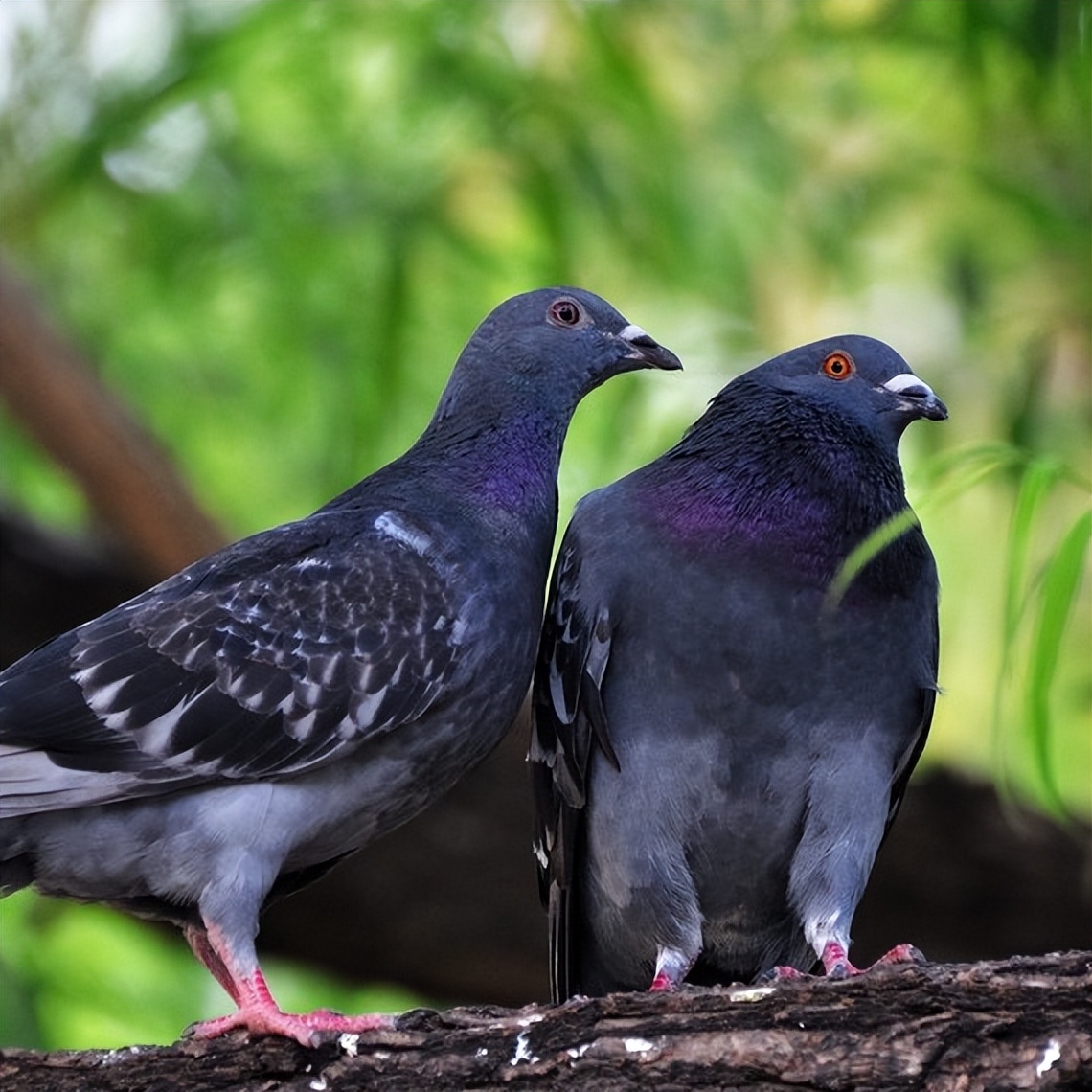 张朝林,张朝林作品