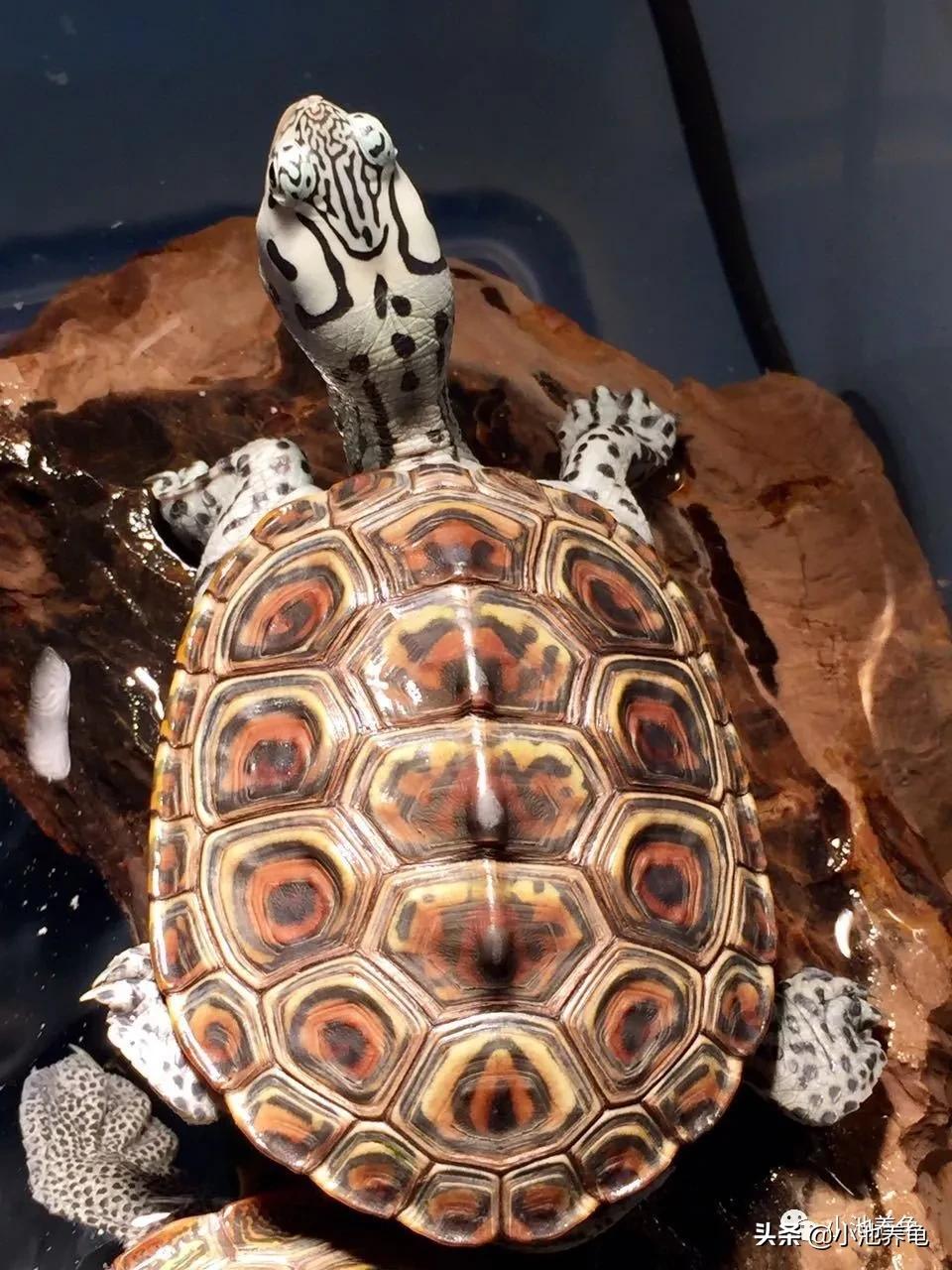 钻纹龟怎么干养,钻纹龟怎么养白
