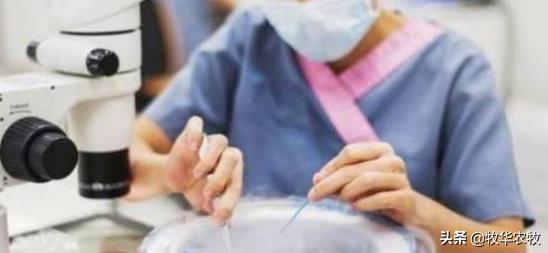 母牛人工授精技巧方法,母牛人工授精的方法