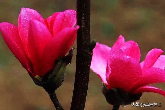 北方高杆黄杨沂蒙山小叶瓜子黄杨,大型高杆小叶黄杨