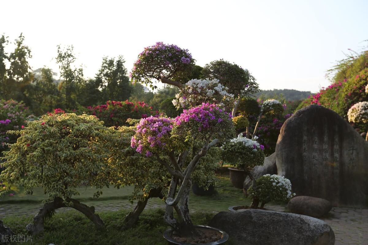 重庆区县冬季旅游景点,重庆冬季旅游攻略最佳去处推荐