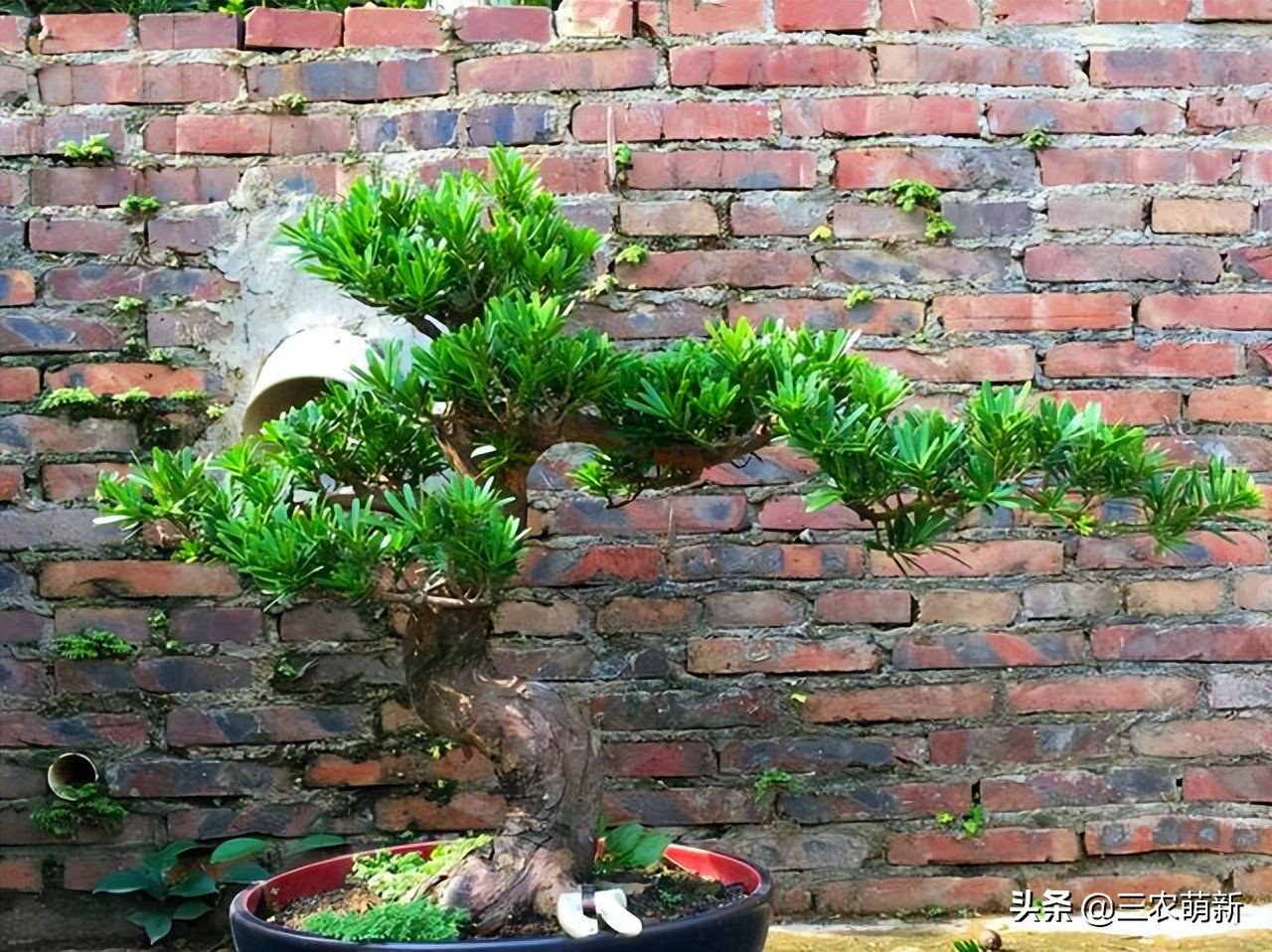 家有罗汉松代代不用愁,家有罗汉松代代出富翁