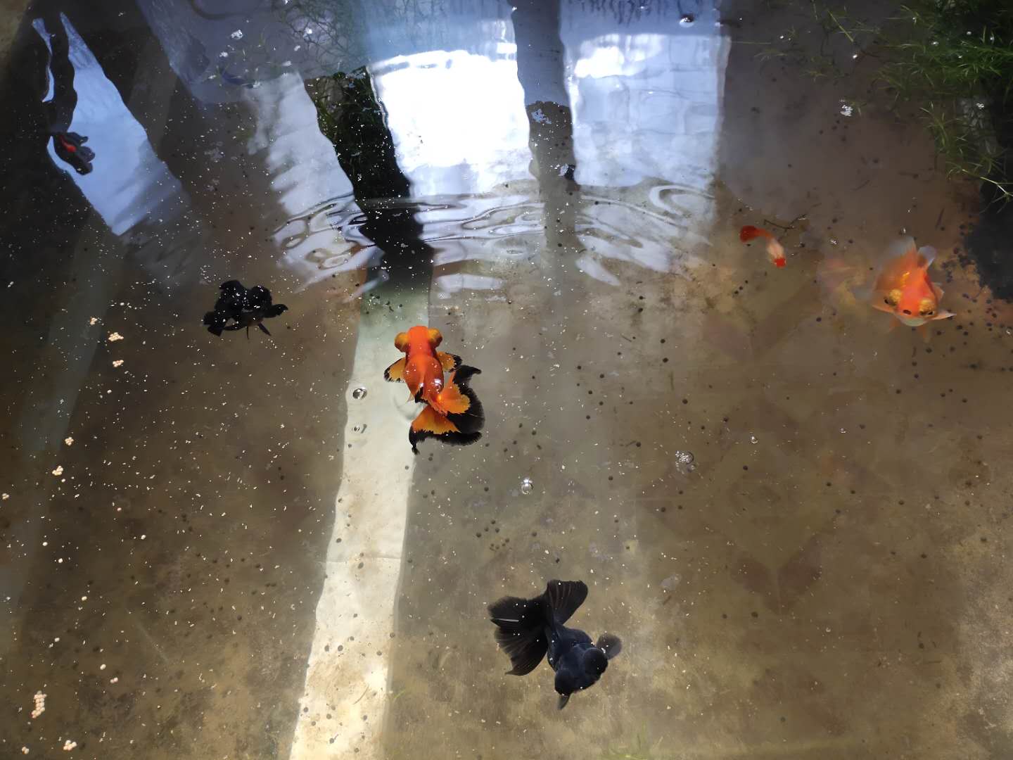 金鱼怎么养及喂养技巧,金鱼的养殖方法和注意事项