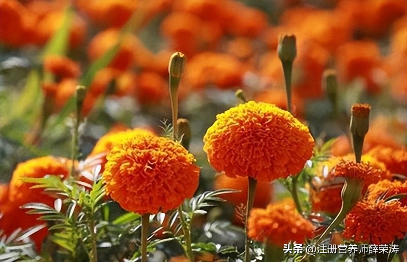 护眼叶黄素对眼睛真的有效吗,护眼补充叶黄素真的靠谱吗