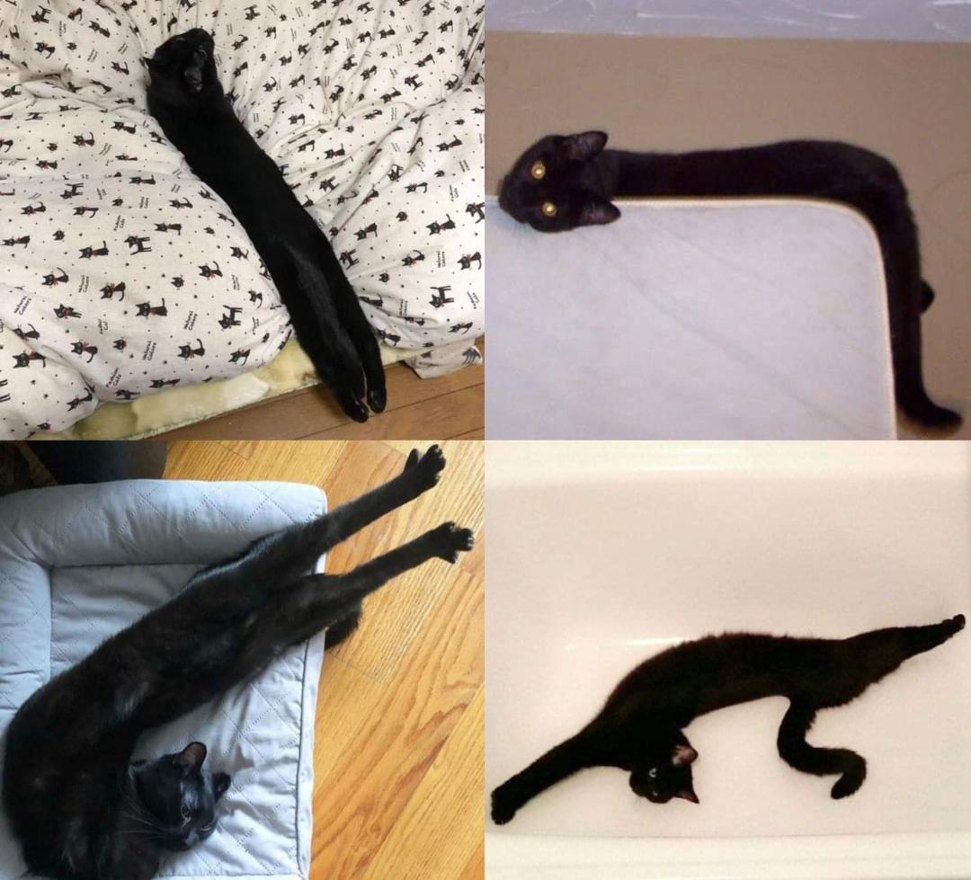 液体猫猫大合集！有毛巾嘛？我们家的小猫又流出来啦