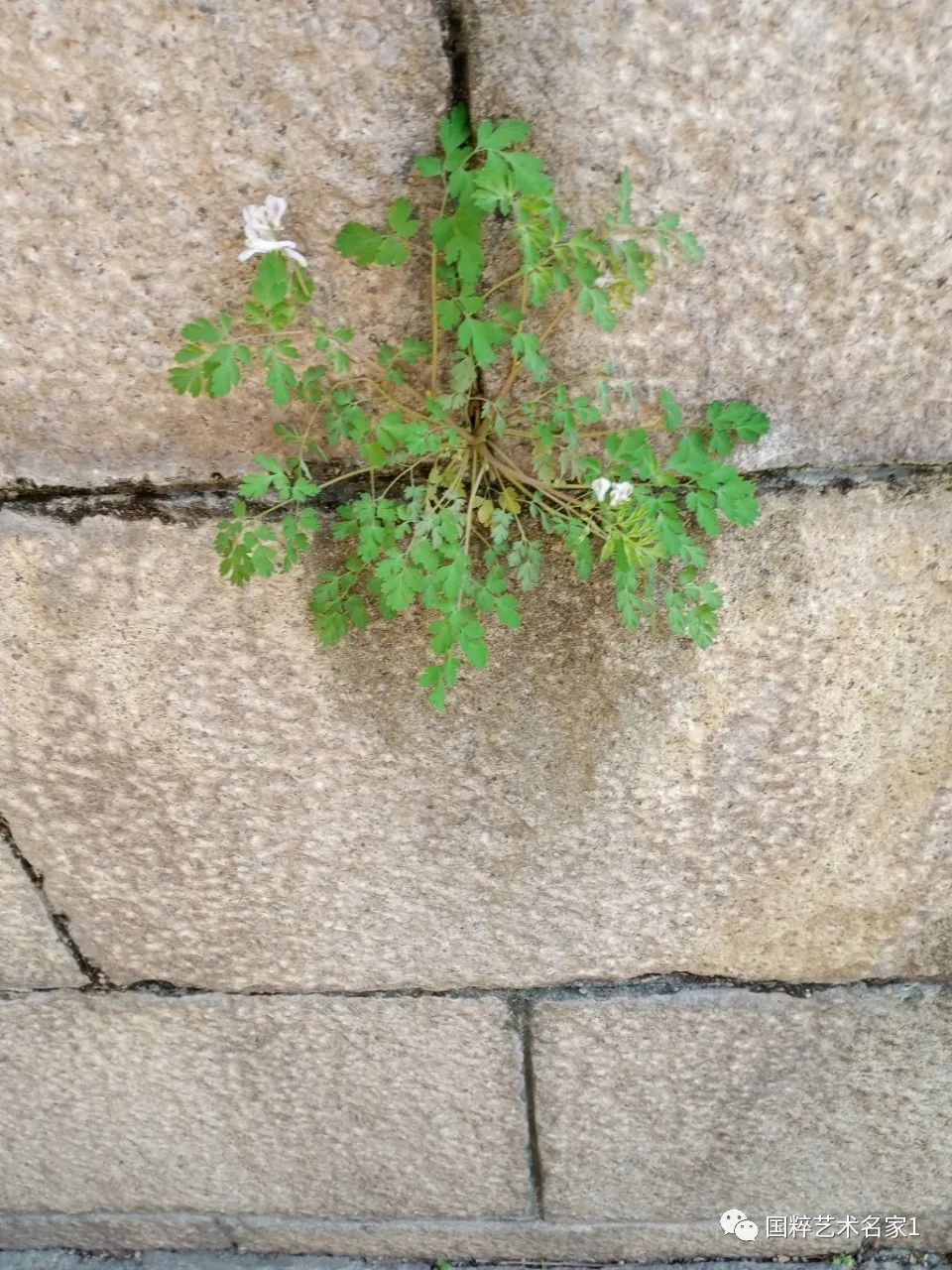 国粹艺术名家陈会明,国粹艺术名家陈德明