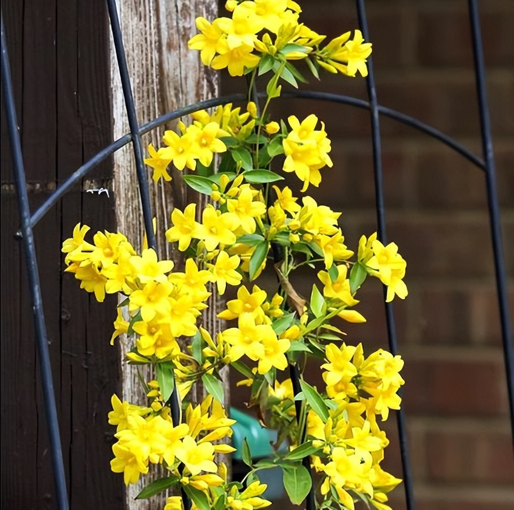 蛇蝎芙蓉花,皖南蛇蝎花