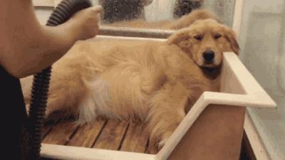 天津上狗证是免费打疫苗吗,在天津养狗需要办狗证吗