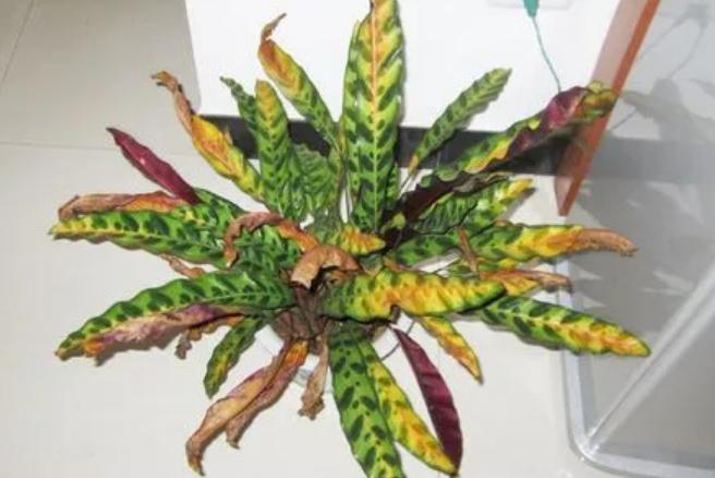 观赏植物黄叶为啥,竹芋绿植叶子焦边怎么办