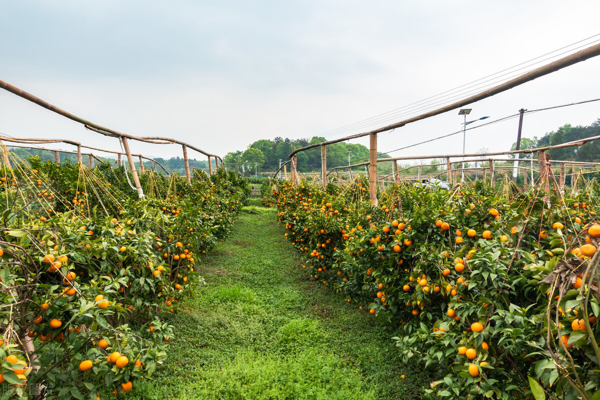 同一种水果便宜和贵的区别,现在水果店卖水果为什么这么贵