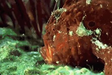 35张悲惨动物照：悲惨小象被捕兽夹弄断鼻子，章鱼被塞进西瓜做菜