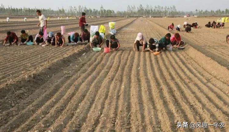 秋种大蒜气温多高最合适,一般农村地里的大蒜几月份播种