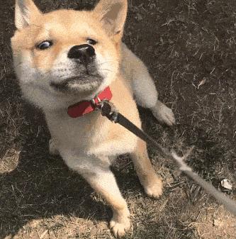 新手必看纯种柴犬到底怎么辨别,教你如何辨别纯种柴犬和串串